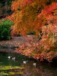 Mallards  And Tree Leaves Changing Colour In Autumn Stock Photo