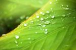 Close Up Of Water Drop On Green Leaf Tree Stock Photo