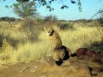 Cheetah In Namibia Stock Photo