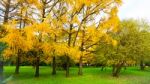 Autumn Season In Russia Moscow Stock Photo