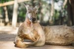 Kangaroo Outside During The Day Stock Photo