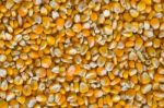 Corn Seed Stock Photo