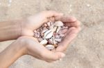 Sea Shells In Hand Stock Photo