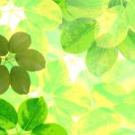 Green Leaves Background Stock Photo