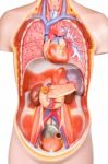 Artificial Human Torso Model With Organs Stock Photo