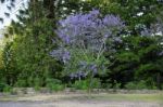 Colourful Blooming Jacaranda Tree Stock Photo