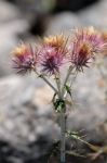 Seedhead Of The Milk Thistle, (silybum Marianum) Stock Photo