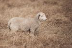 Lamb On The Farm Stock Photo