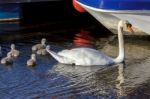 Mute Swan (cygnus Olor) With Cygnets Stock Photo