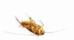 Cockroach Turn Face Up Stock Photo