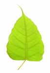 Green Bho Leaf Isolated On White Background Stock Photo