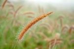 Grassland Stock Photo