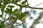 Green-eared Barbet Stock Photo