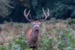 The Deer Of Richmond Park Stock Photo