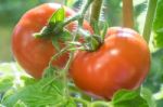 Ripe Tomatoes Growing Closeup Stock Photo