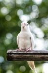 Portrait Of Cockatiel Close-up Stock Photo