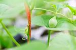 Close Up Baby Melon With Melon Flower, Popular Stock Photo