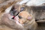 Two Newborn Pitbull Puppies Drinking Milk From Mother Stock Photo