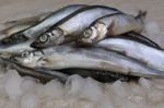 Fresh Capelin Stock Photo