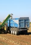 Beet Harvest Stock Photo