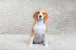 Beagle Dog At Home Stock Photo