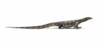 Asian Water Monitor Lizard Stock Photo