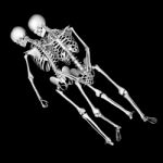 Skeletons Stock Photo