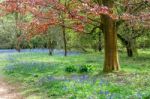 Bluebells In Full Bloom Stock Photo