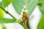 Yellow Black Pattern Butterfly On Bunch Stock Photo