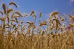 Wheat Field Stock Photo