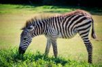 Full Body And Shown Beautiful Stripe Of Young Zebra Eating Green Stock Photo