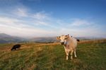 Cows On A Mountain Pasture. Autumn Hills Stock Photo