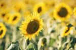 Sunflowers In A Field In The Afternoon Stock Photo