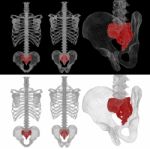 3d Illustration Medical Concept Of Sacrum Stock Photo