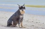 Cute Terrier Stock Photo