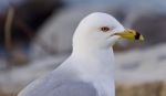 Beautiful Isolated Photo Of A Thoughtful Gull Stock Photo