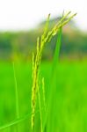 Spikelet Of Rice Stock Photo