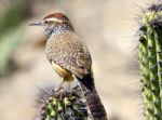 Cactus Wren Stock Photo