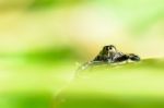 Hasarius Adansoni ( Jumping Spider) Stock Photo