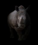 White Rhinoceros In Dark Background Stock Photo