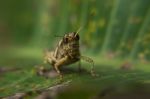 Grasshopper On Leaf Staring At Viewer Stock Photo