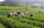 Dalat, Vietnam, June 30, 2016: A Group Of Farmers Picking Tea On A Summer Afternoon In Cau Dat Tea Plantation, Da Lat, Vietnam Stock Photo