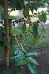 Coffee Beans Ripening On Tree Stock Photo