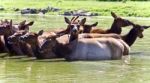 Image Of A Swarm Of Antelopes Swimming Together Stock Photo