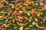 Bird Cherry (prunus Padus) Tree Leaves In Autumn In East Grinste Stock Photo