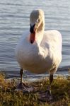 Beautiful Swan On The Sunny Evening Stock Photo