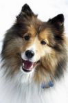 Shetland Sheep Dog Stock Photo