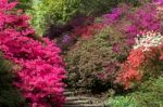 Azaleas In Full Bloom Stock Photo