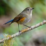 Female Himalayan Bluetail Stock Photo