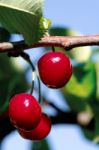 Cherries On Branch Stock Photo